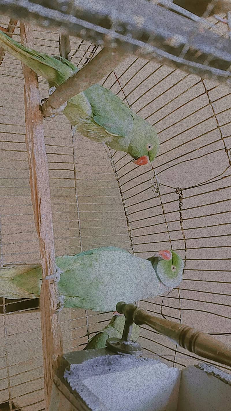  سبز رنگ کے پاکستانی طوطے برائے فروخت – صحت مند اور ہوم بریڈ 2