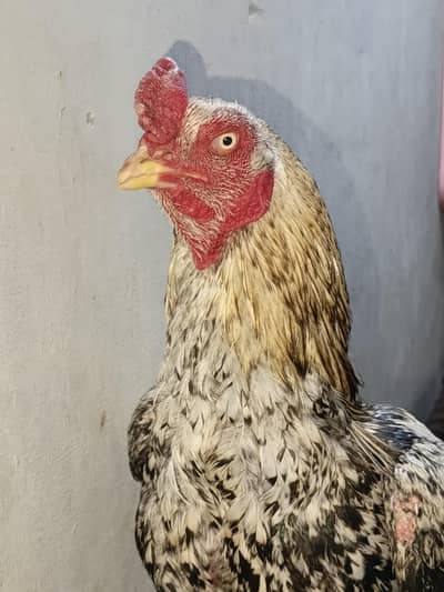 Mianwali Aseel | Java murgha | Aseel | mianwali | java aseel | hen