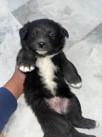 Russian Puppy for sale Whatsapp 0301-1103790