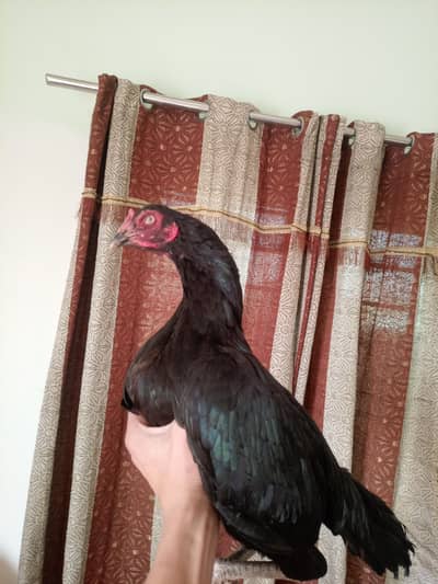 Aseel lasani muskhi madi