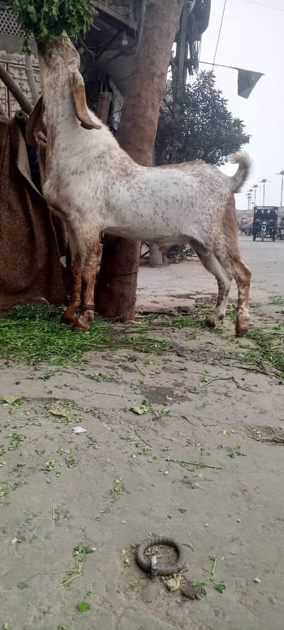 pure makechena breder