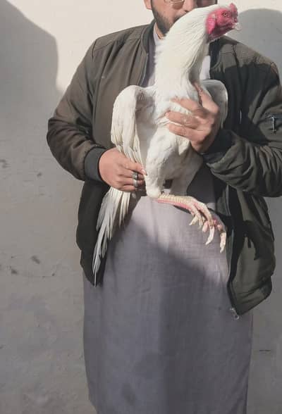 Heera x mushki cross eggs available