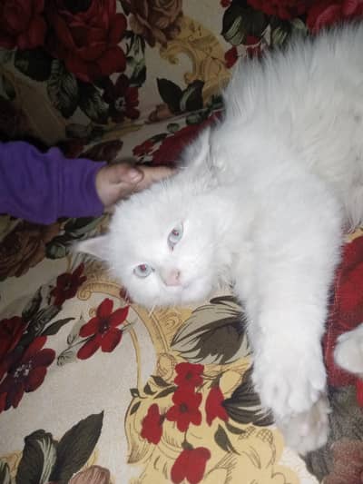 sale mother and daughter mother is pregnant daughter age 5 months