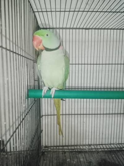 raw talking male and females