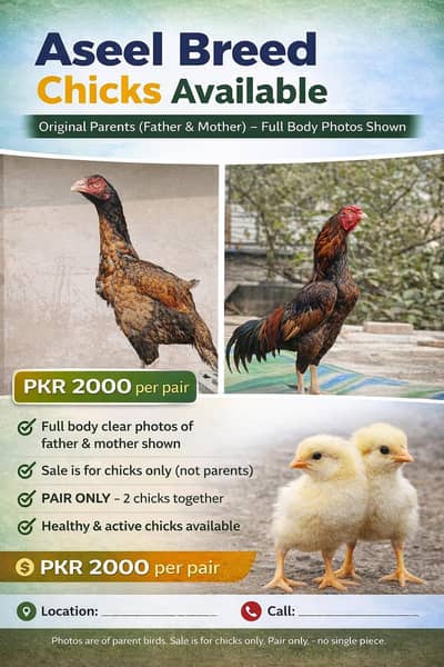 Aseel Chicks