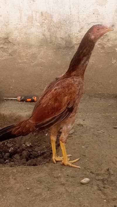 aseel breeder females and miawali patha available!!