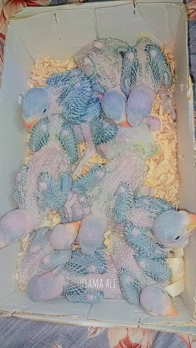 Kashmiri Raw Chicks 0310+77+99+888