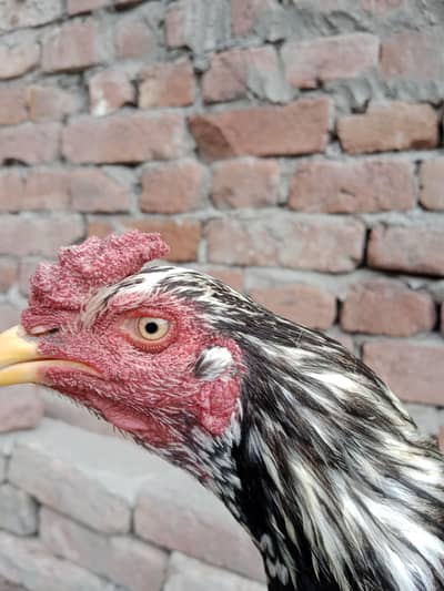 3 assel bhai for sale jawa chena color ma