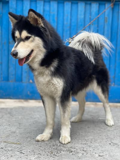 14 month odd eyes female wooley coat