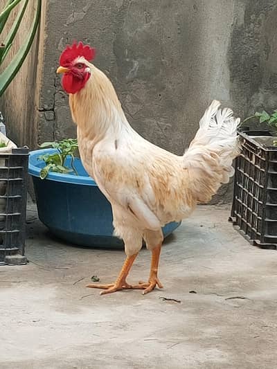Hens for sale 03220683135 whtsap