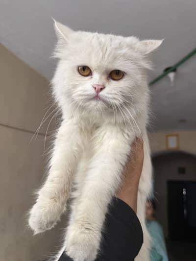 White Persian cat