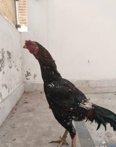 aseel   mianwali  aseel   chicks  desi hens