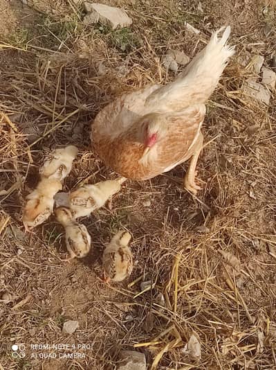 pure desi aseel hen with 5 chicks