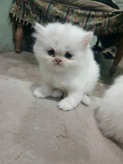 beautiful triple coated Persian kittens available white and gray