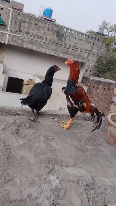 aseel murga pair