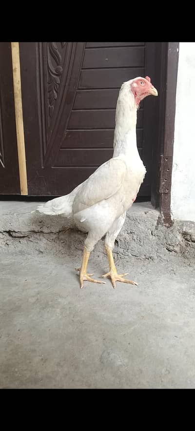 Aseel | thai aseel | shamo aseel | white aseel | o shamo | king shamo