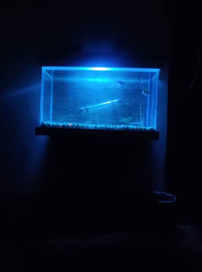 healthy and active fishes full setup