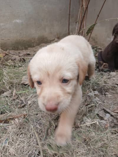 labrador baby for sale healty &active