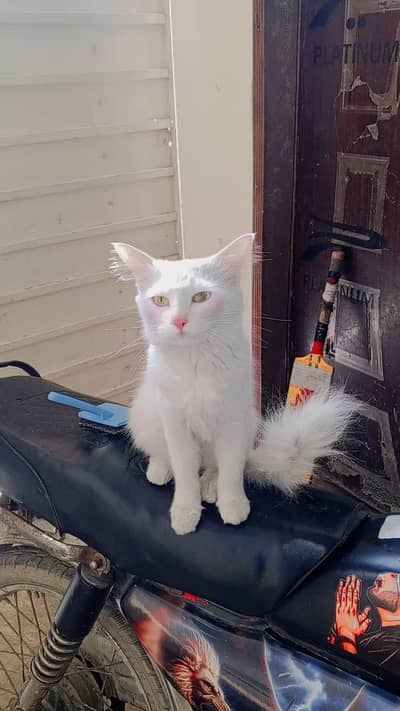 bachy deny wali ha urgent sake