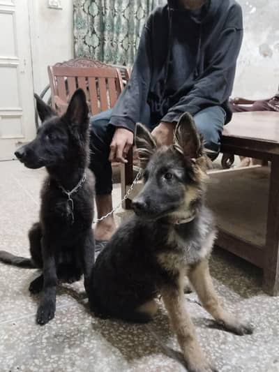 German Shephard Plain & Showline