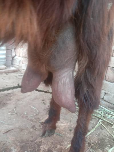 ak adad bari bakri makri or ak male baby nagra