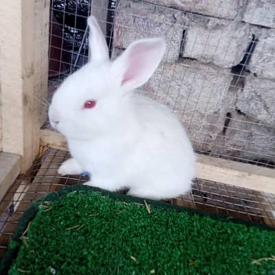lahore Rabbit farm