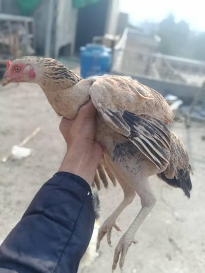 hen for sale
