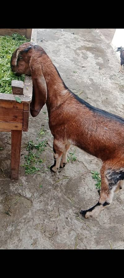 shoq wali cheez ha only shoqeen Bhai rabta kry 03104323502