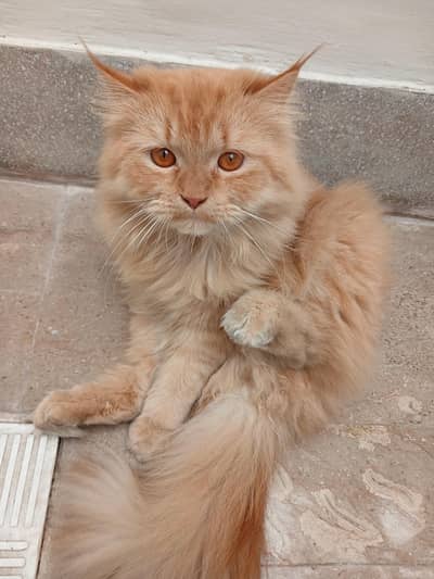 persian cat pair brown and black availble for sale