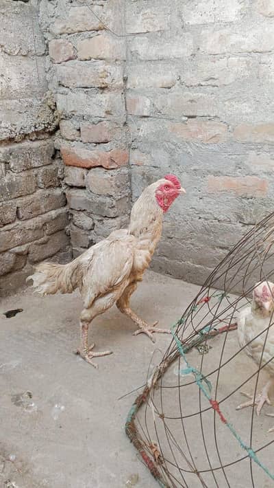 Aseel paper white pair for sale