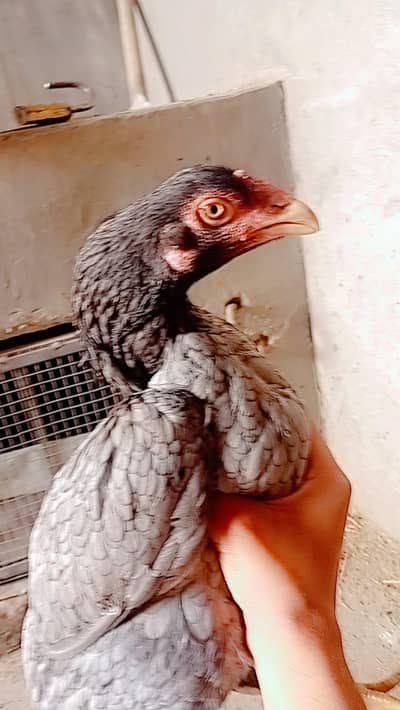 2 aseel thai saleti murgiya