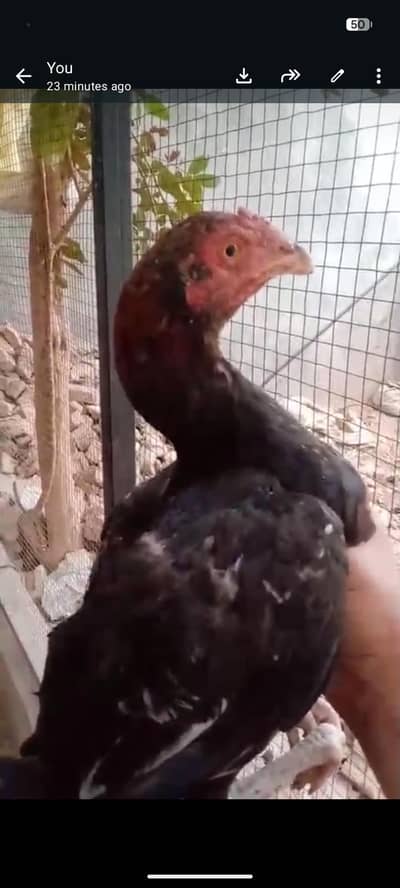 high quality Aseel breed