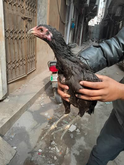 Pure thai female for sale ,black dragon eyes ,anday da rhe ha