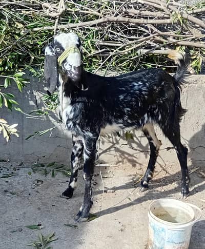 beautiful female goat
