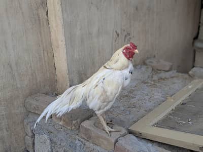 high quality Aseel breed