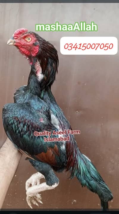 Quality Aseel Farm Islamabad