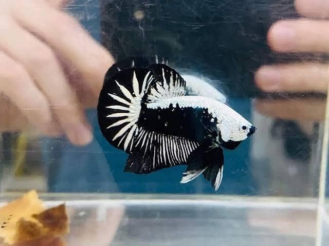 Betta 4
