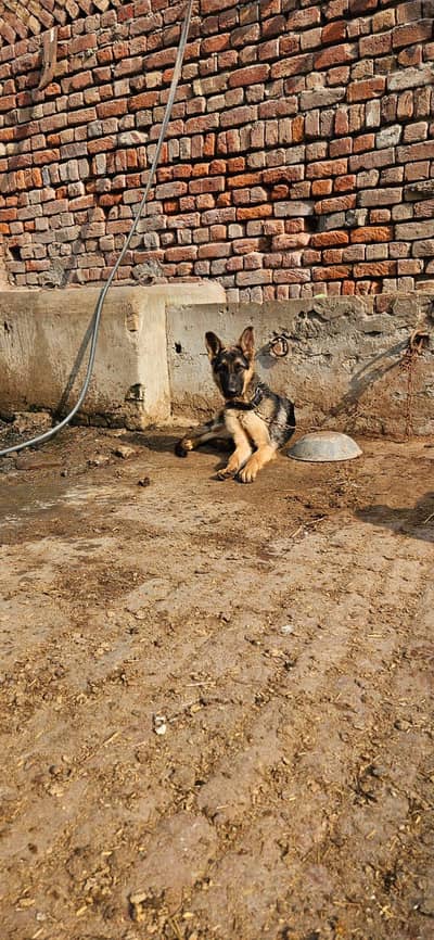 pure jurman shepherd  03153860010