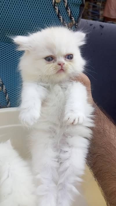 Persian Kittens