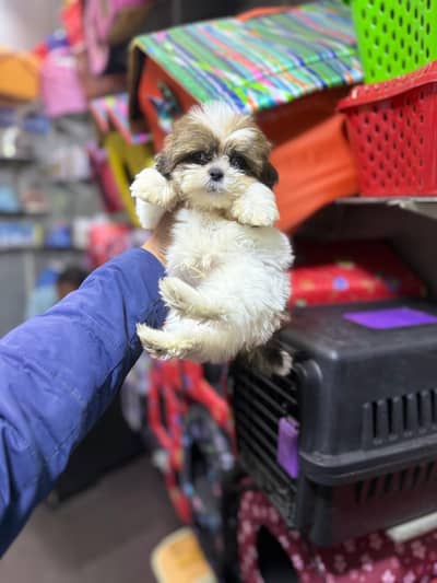 Shihtzu male Puppy / Shihtzu maltese Puppy/ dog for sale