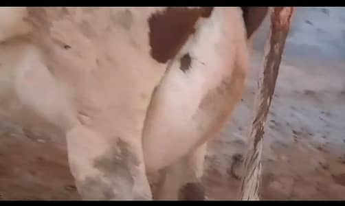 Tazi Sui Dutch Freasian Cross Gaye Teesra Wara