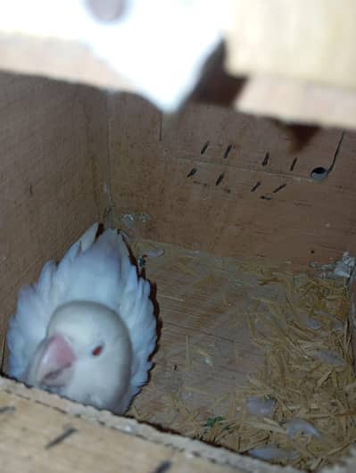 Albion red eyes pair and one chick available