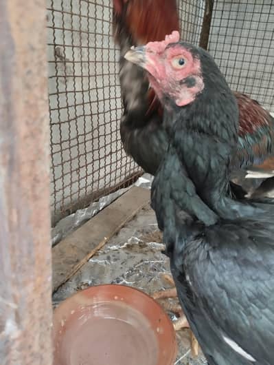 aseel murgha,mushka and sileti madi,03243279031