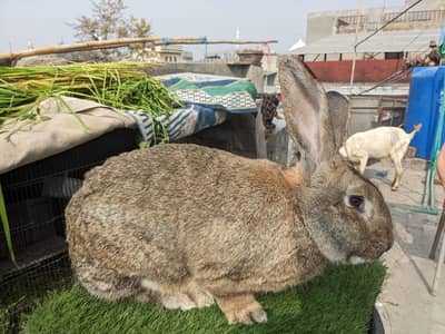 Jarman jaint breeder male flamish jaint females