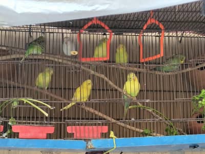 Healthy Young Budgies – Male & Female Available