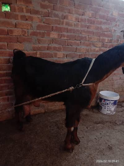 makri bari bakri or ak male baby nagra. 03344289905