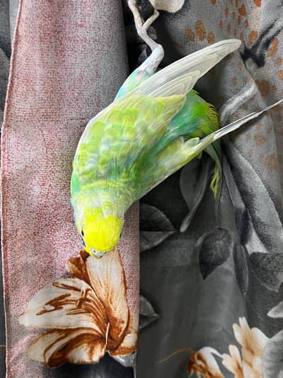 Rainbow  ready to breed pair available