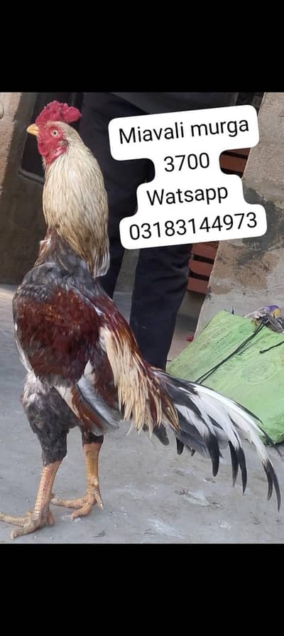 aseel murga | aseel murgi | murga | aseel