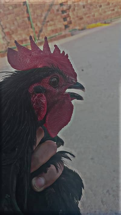 BREEDER AUSTRALOPE MALE FOR SALE