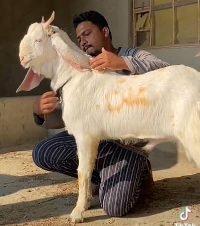 BAKRA  GULABH BISSERI RATE FINAL HAi READ DISCRIPTION FISRT